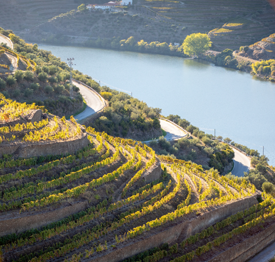 View Of The Vineyards Of The Douro Valley With Autumn Cores Portugal