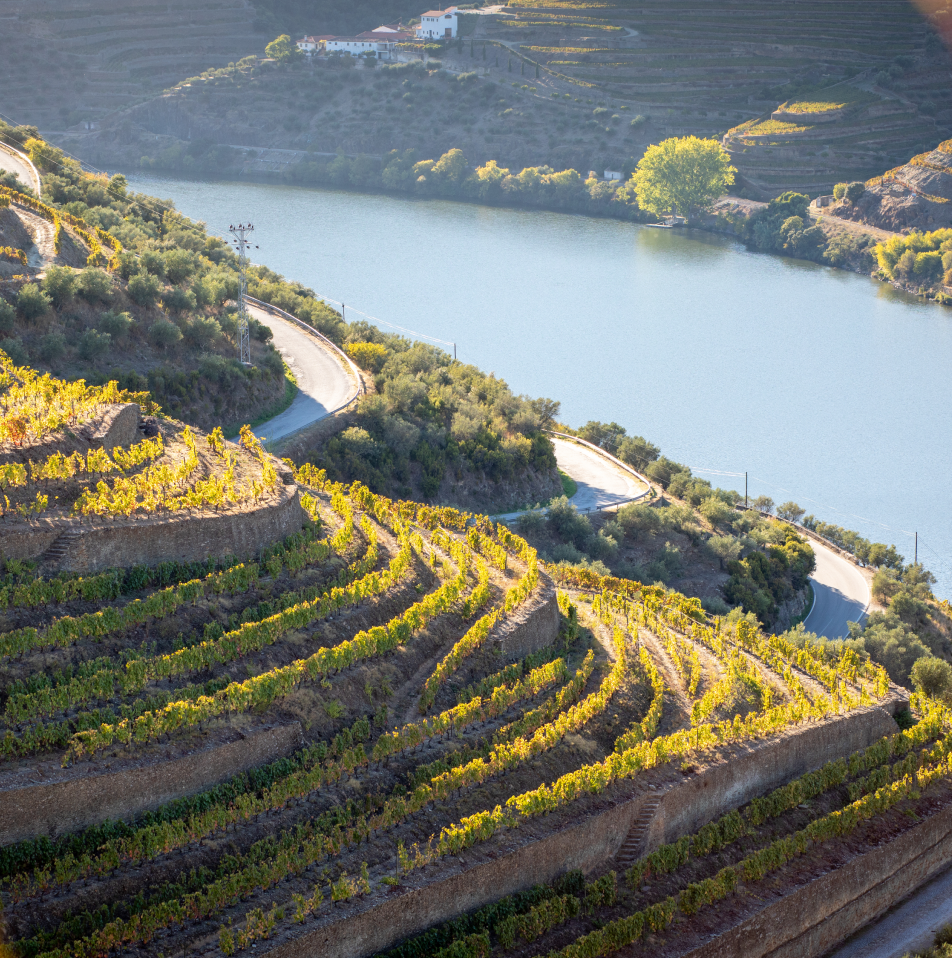 View Of The Vineyards Of The Douro Valley With Autumn Cores Portugal